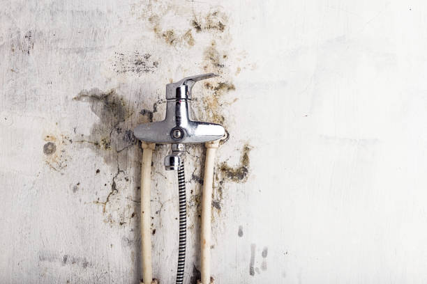 Best Mold Removal Near Me  in Elizabeth Lake, CA