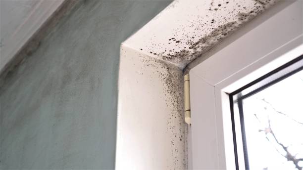Trusted Elizabeth Lake, CA Mold Removal Experts