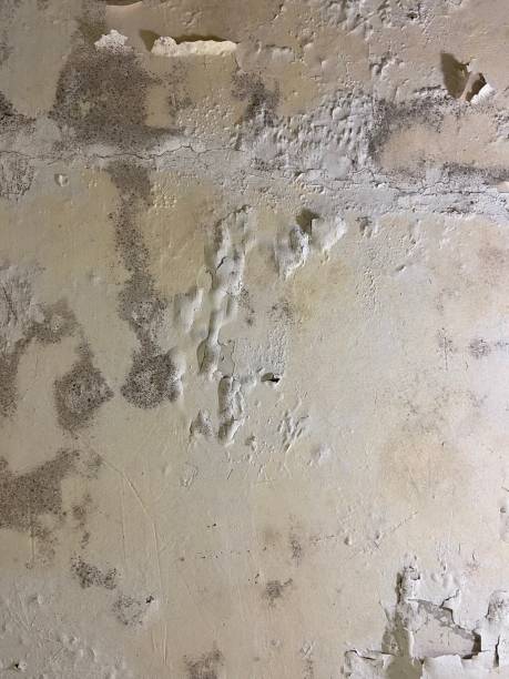 Best Mold Removal Company Near Me  in Elizabeth Lake, CA
