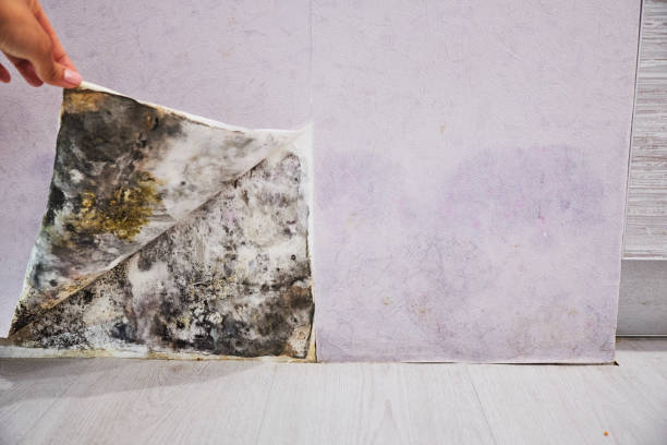 Best Affordable Mold Removal  in Elizabeth Lake, CA